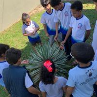 Crianças da CAE observam as plantas durante aula ao ar livre