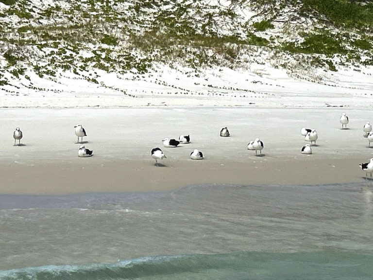gaivota na praia